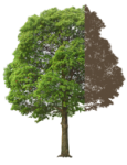 tree-75 tree-75